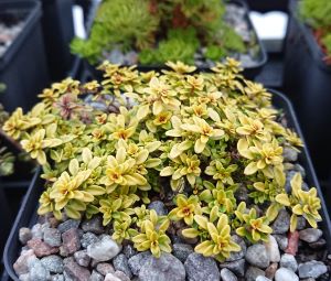 Thymus 'Anderson's Gold' - 8cm pot - 8cm pot 